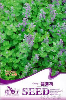 Cat Mint Seed ★ 50 Rare Herb Seeds Oriental Healthy Medicinal Plant