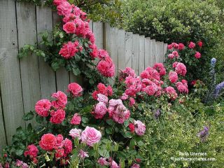 Rose Bush Seeds ♥ Deep Pink ♥ Fragrant ♥ Climbing Rose 