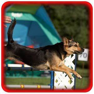 Established Online Dog Sports Store Business Website For Sale Free 