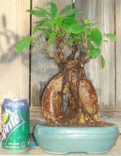 Ginseng Ficus Bonsai Dwarf Shohin Fat Big Huge Double Trunks w/ Pot