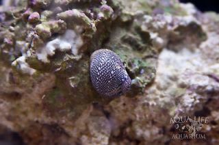 Caribean Nerite Snail 10 Pack (Nerita sp.) Live Saltwater Invertebrate