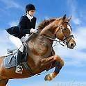 EQUESTRIAN STORE HORSE RIDING CLOTHES BOOTS EQUIPMENT WEBSITE BUSINESS 