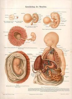 c1890 Antique Medical Print of Human Anatomy   Human Foetus Fetus