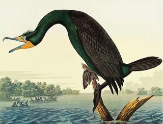 Ltd. Ed. Loates Audubon CORMORANT Bird Print
