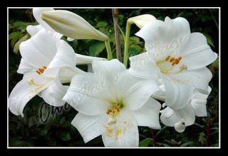 10 Pure White Lilium Asiatic Lily Mont Blanc Gardening Summer Flower 