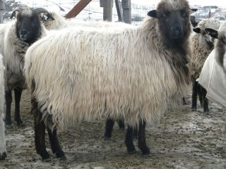    Churro WASHED sheep Wool Natural Colored Primitive Reborn Doll Hair