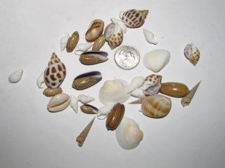 Pet Supplies  Aquarium & Fish  Decorations  Sea Shells & Barnacles 