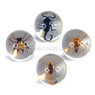 Real Scorpions and Spiders Marbles Set 4 in 1 Scorpions & Spiders 