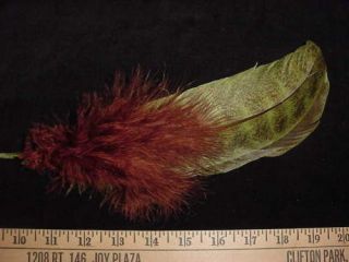 turkey feathers in Clothing, 