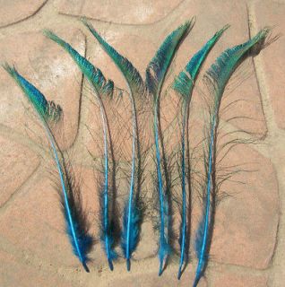 50pcs LAKE BLUE peacock sword feathers 17 20 inches long