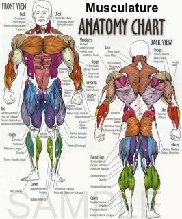 Bodyweight Exercise Muscle Diagram poster print