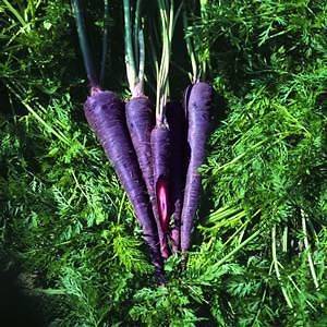 Purple Carrot  RARE  20 Seed Pack