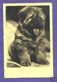 Y6059 chow chow pup dog postcard rp