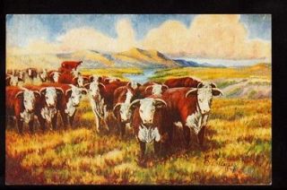 1947 signed larsen hereford cattle western art postcard