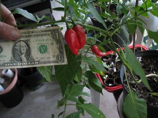 datil pepper in Yard, Garden & Outdoor Living