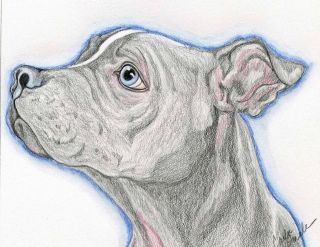 Blue Pit Bull Puppy Pencil Original Painting Dog Art  Carla Smale 