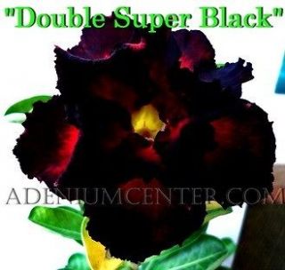ADENIUM OBESUM DESERT ROSE  DOUBLE SUPER BLACK  20 seeds FRESH NEW 