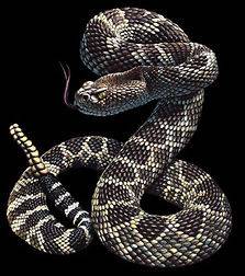 Snake T Shirt Rattlesnake Venomous Reptile Tee Hoodie Tank Top Long 