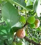 fig tree plant in Flowers, Trees & Plants