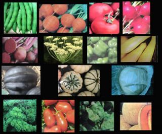   Assorted Survival Vegetables Seeds WELL ROUNDED MIX OF GARDEN SEEDS