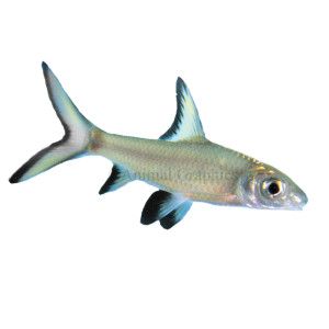 Bala Shark   Tropical Semi Aggressive   Fish   