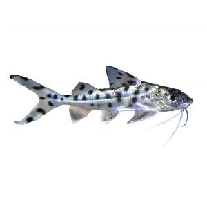 Pictus Catfish   Tropical Semi Aggressive   Fish   