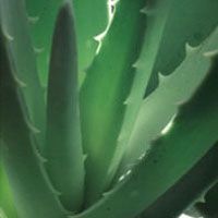Natural Brand™ Aloe Vera Gel   GNC NATURAL BRAND   GNC