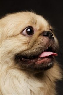 The Pekingese is one type of dog breed that has a predisposition to 