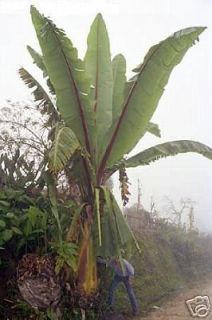 Ensete Ventricosum Banana ~ Botanical Tropical Giant 5 Seeds