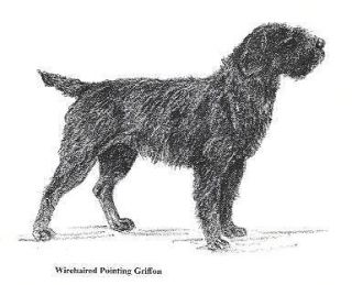wirehaired pointing griffon in Collectibles