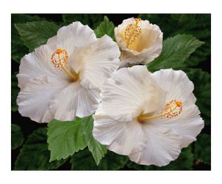 Hibiscus Seeds ★ White ★ Winter Hardy ★ Canada ★ Perennial 