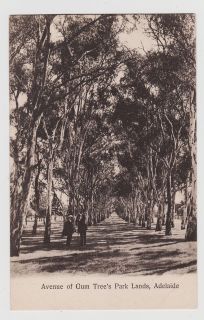 Adelaide,Austr​alia,Avenue of Gum Trees,Park Lands,South Australia,C 