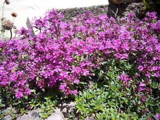 1,000 + Creeping Thyme Seeds Ground Cover PERENNIAL