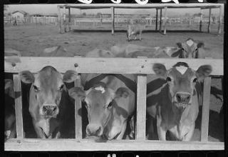 Dairy cattle at the feed trough,Casa Grande Valley Farms,Pinal County 