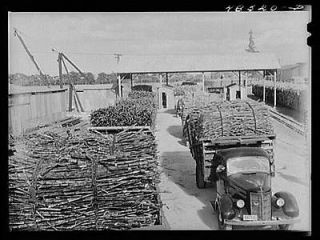 Arecibo,Puerto Rico (vicinity). Truckloads of sugar cane at a mill