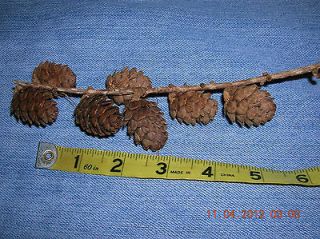 Miniature Real Pine Cones  All natural 50 pcs./1 2long (Assortment 