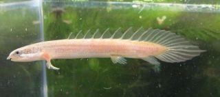 dinosaur palmas eel live aquarium fish  7