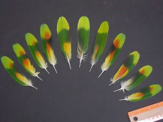 parrot craft fly tying feathers macaw  tail group expedited