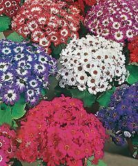 cineraria dwarf mix seed annual winter spring flowering from australia