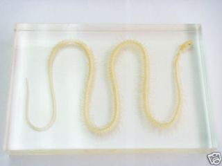 adult snake skeleton chine se water snake non venomous from