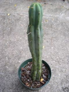 100 trichocereus bridgesii cactus seeds san pedro 