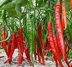 SD1509 Hot Spicy Chili Pepper Capsicum Herbs Seeds Pack,Ldeal 