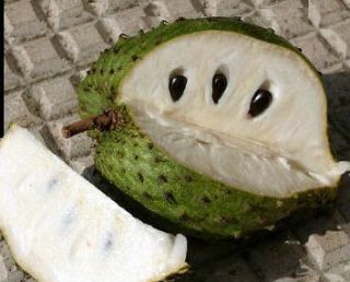 soursop tree 8 seeds annona muricata from barbados time left