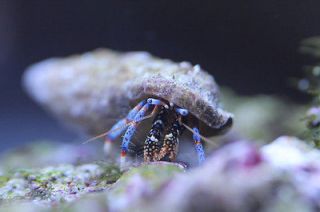Newly listed 25 Blue Leg Hermit Crabs   Saltwater Scavenging Crabs