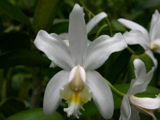 cattleya harrisoniana v alba species orchid  14