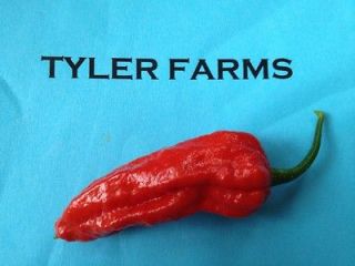 10+ Ghost Pepper Seeds (chili, chile) Bhut Jolokia (hot Pepper 