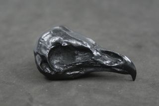 Barn Owl Bird Skull Replica in Jet Black Taxidermy Study Unusual Gift 