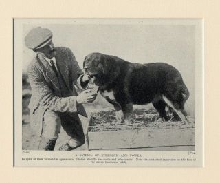 tibetan mastiff original dog print 1934 man and dog from