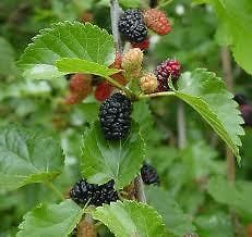   Free Ship Black Mulberry Tree 2 3 Feet Tall Buy One Get One Free