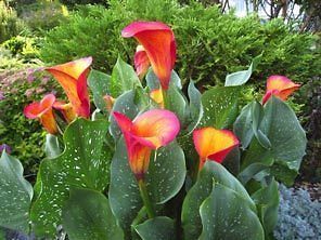 calla lily bulbs in Flower Bulbs, Roots & Corms
